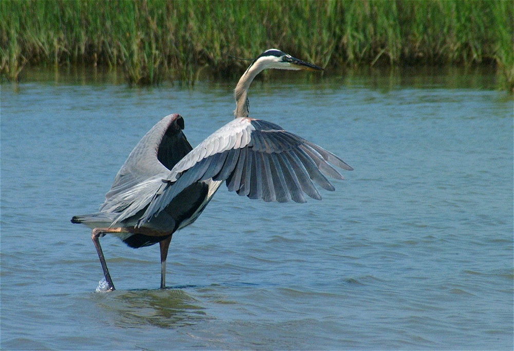 (21) Dscf3356 (great blue heron).jpg   (1000x682)   288 Kb                                    Click to display next picture